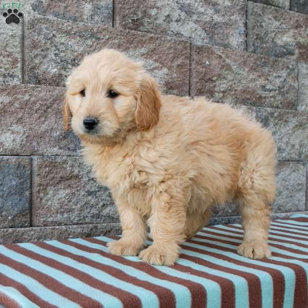 Parker, Goldendoodle Puppy